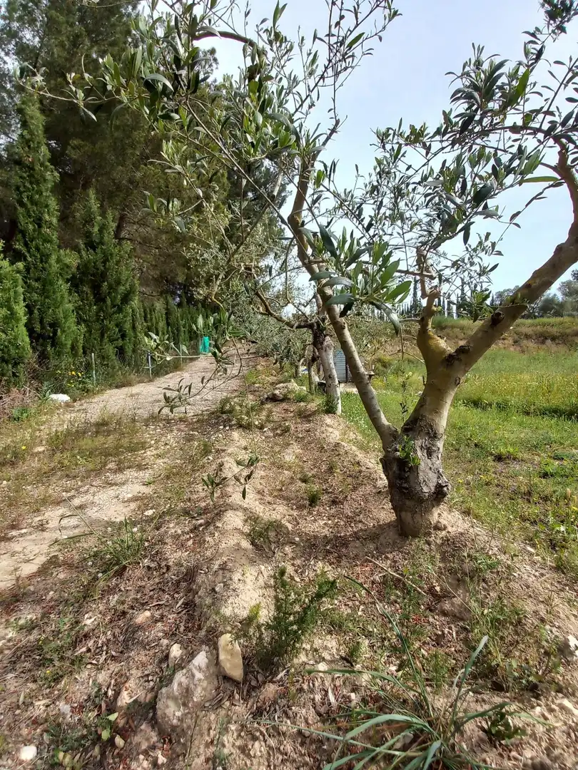 Rural land for sale in Ginestar, imagen 17