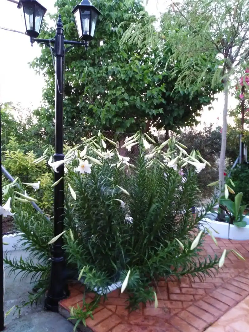 Garden of Houses for sale in Jaén  with Air Conditioner and Furnished