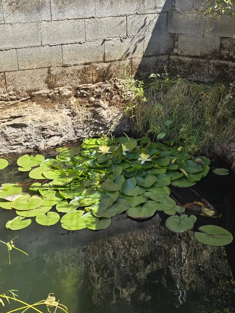 Jardín de Terreno en venta en Vilajuïga