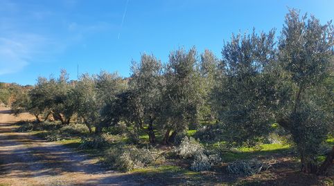 ¡¡ESPECTACULAR FINCA PARA RECREO Y/ AGRICOLA, immagine 3