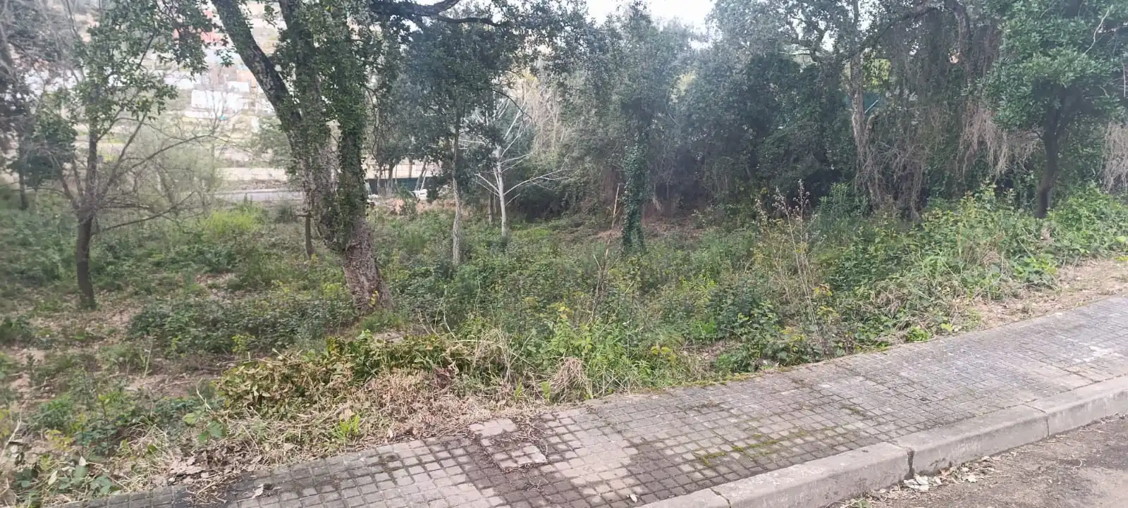 Terreno residencial en venta en Riudarenes, imagen 3