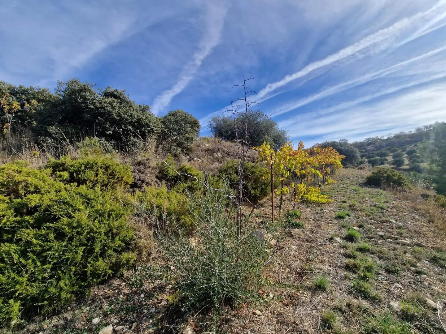 Maison rustique avec jardin à vendre à Cogollos de la Vega, imagen 53
