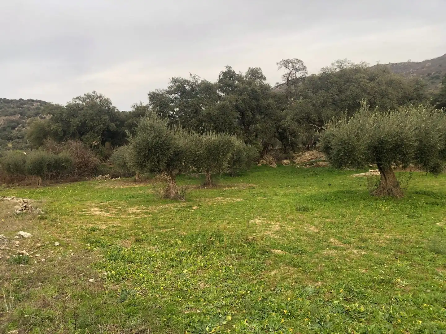 Land for sale in Montánchez