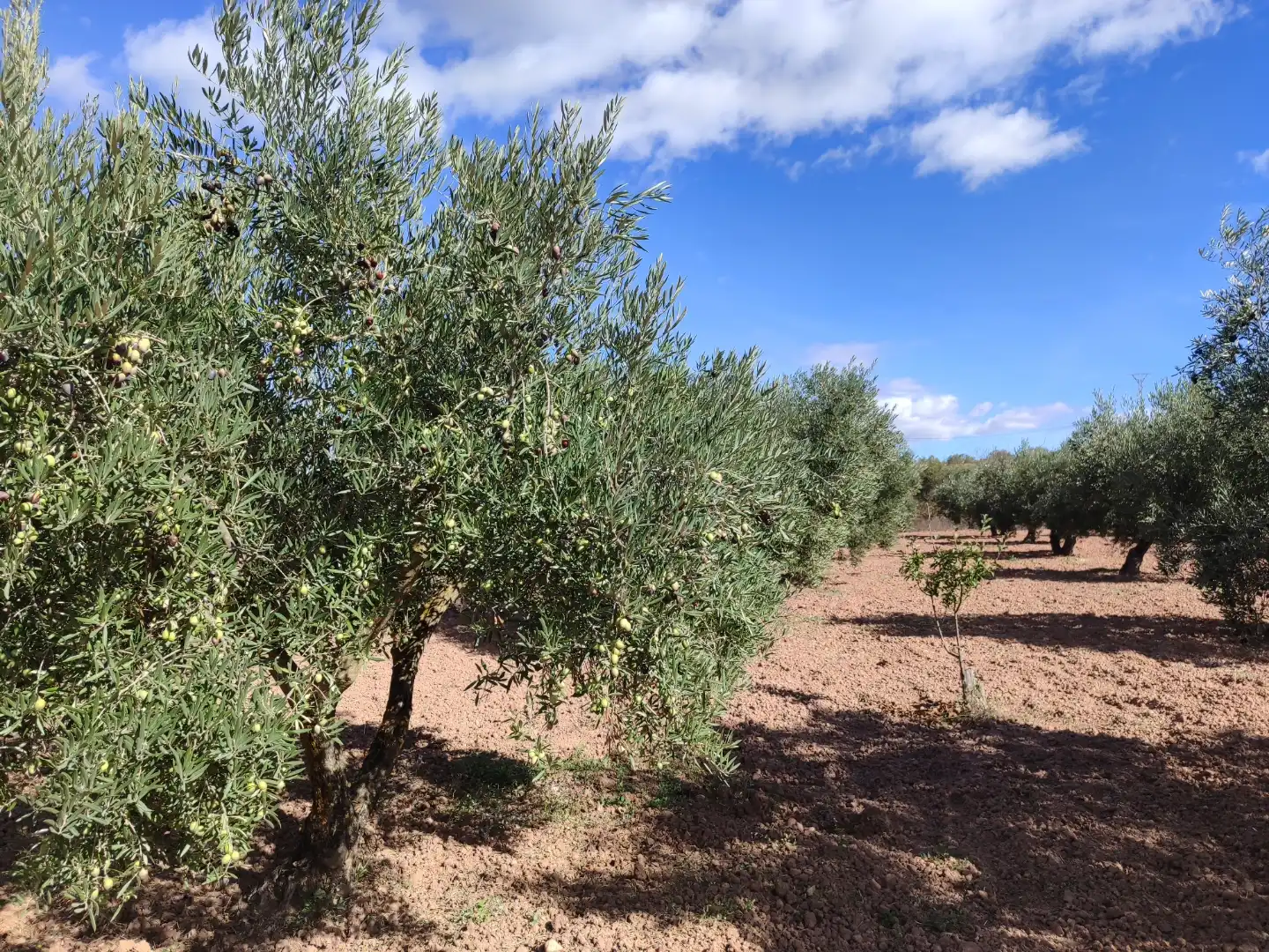 Garden of Country homes for sale in Bullas