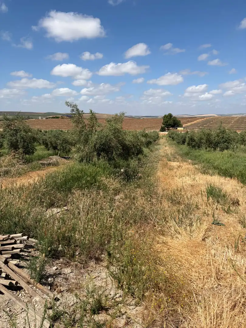 Terreno rustico in vendita a Santaella, imagen 7