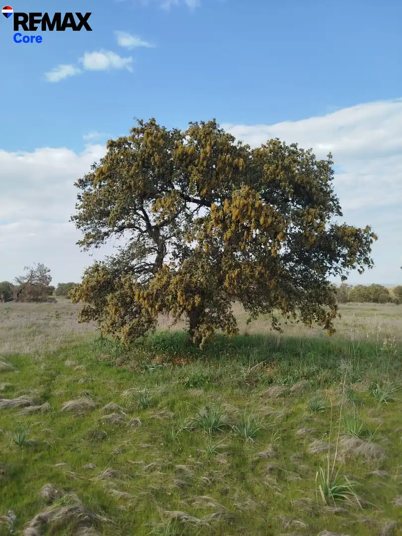 Garden of Land for sale in La Roca de la Sierra 