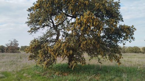 Foto 2 de Terreny en venda a La Roca de la Sierra , Badajoz