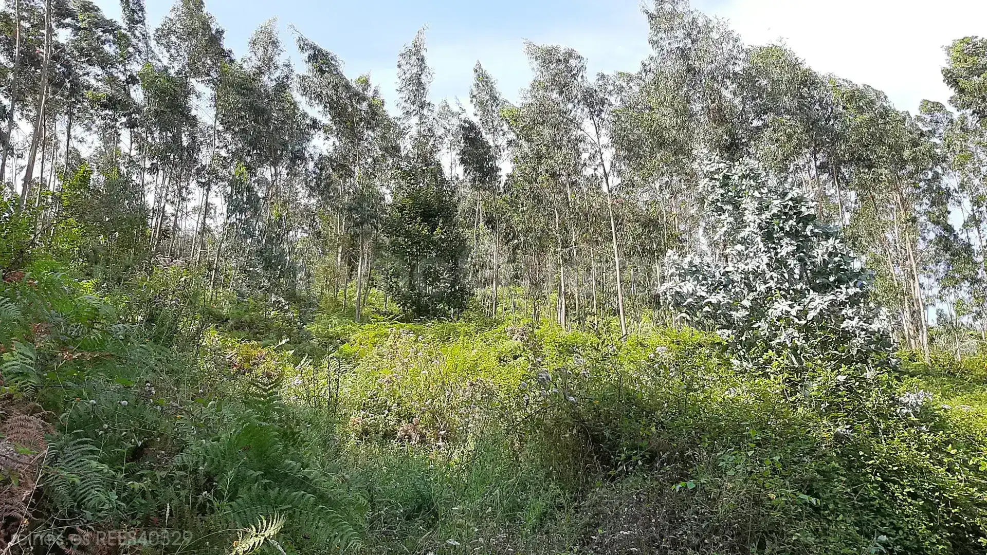 Terreno rustico in vendita a N/A, imagen 2