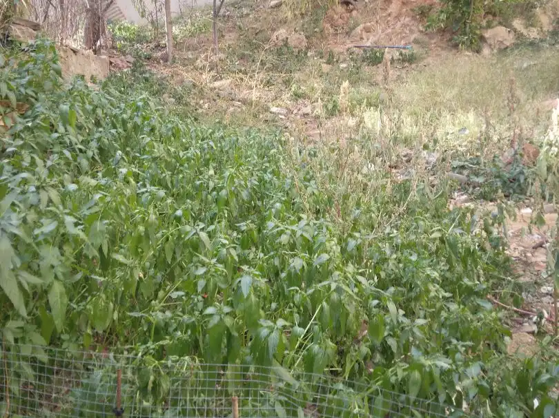Terreno residenziale in vendita a Briquets 61, imagen 2