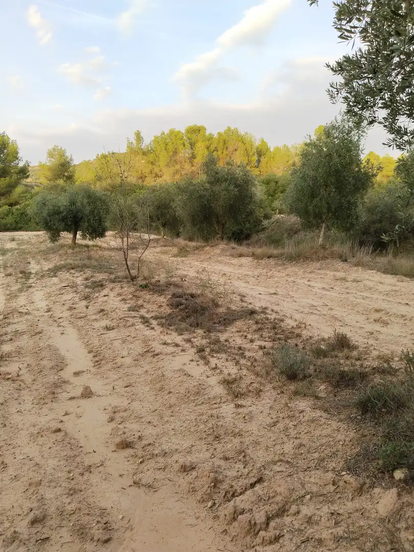 Terreno en venta en L'Albagés