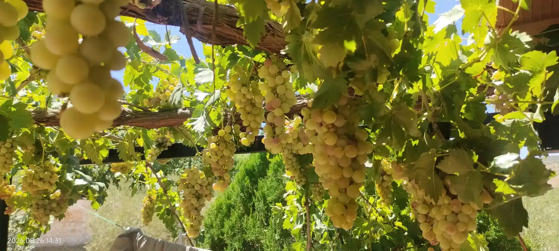 Jardí de Finca rústica en venda en Santa Cruz de Mudela amb Jardí privat, Traster i Piscina