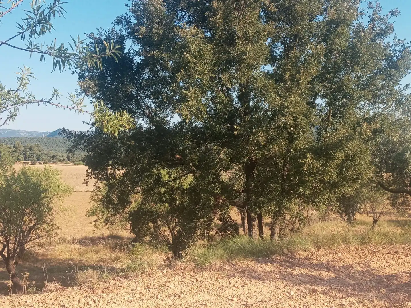 Terreni e lotti in vendita a Monroyo, imagen 4