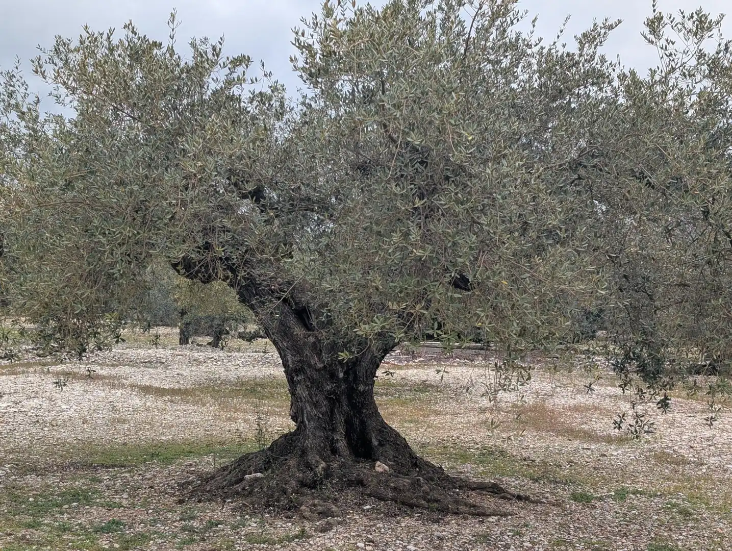 Garten von Grundstücke zum Verkauf in Traiguera