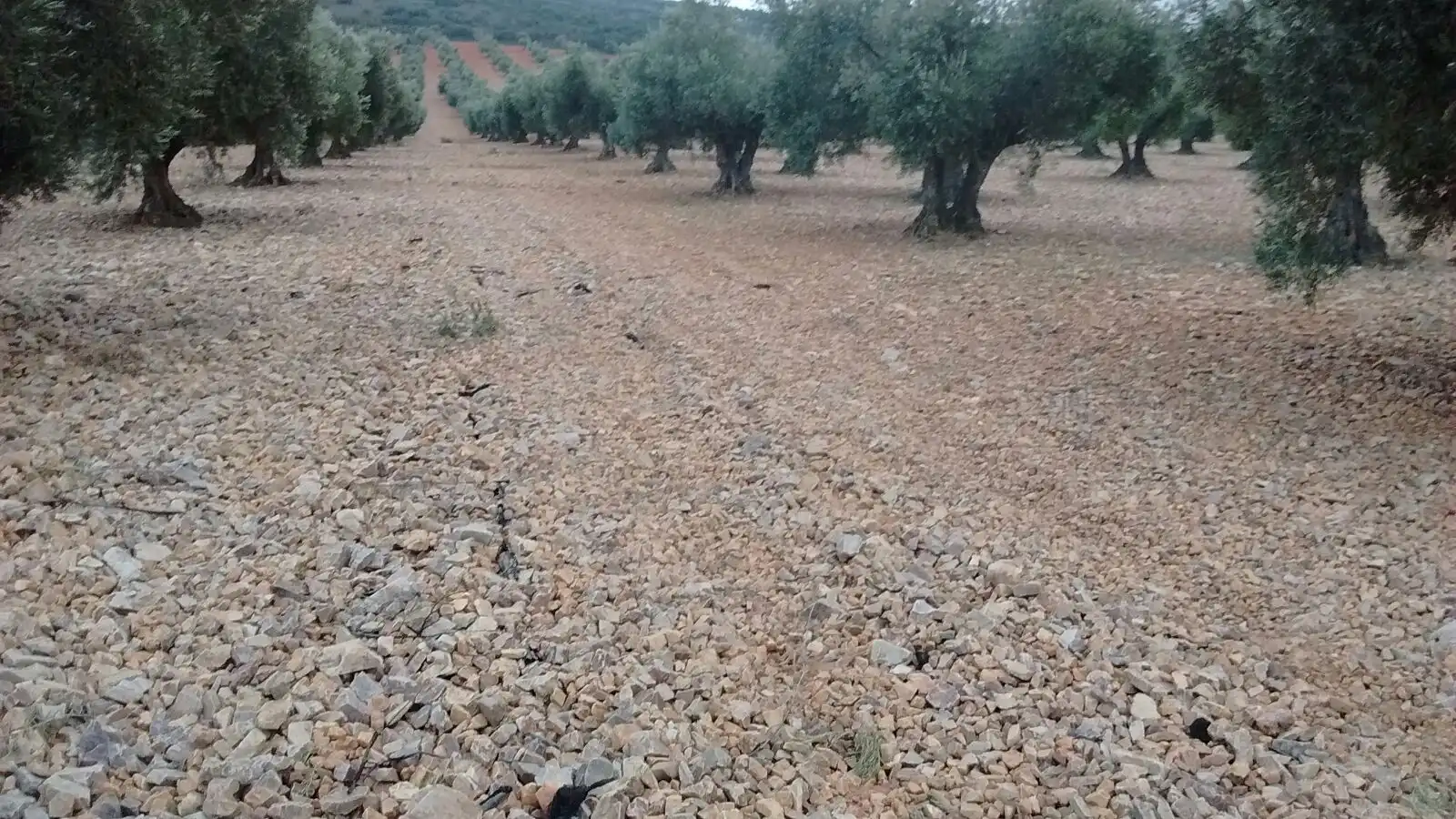 Terreny rústic en venda a Orgaz