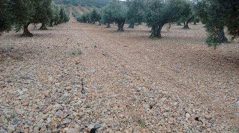 OLIVAR EN LOS CASPIRROS CON 156 OLIVAS