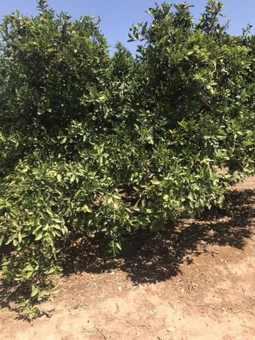 Terreno en Venta en Foios