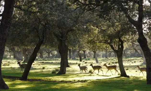 Vista exterior de Casa o xalet en venda en Navas de Riofrío amb Jardí privat i Terrassa