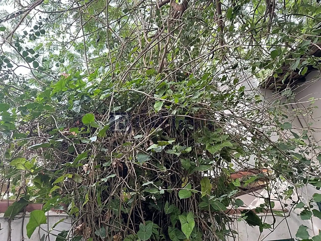 Finca rústica en venta en Arico