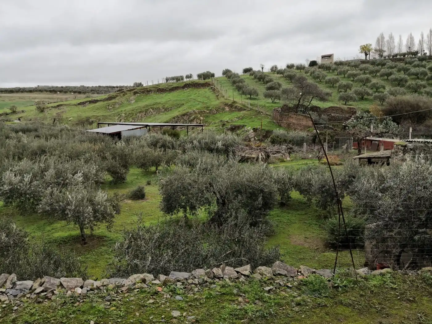 Finca rústica en venta en Belalcázar
