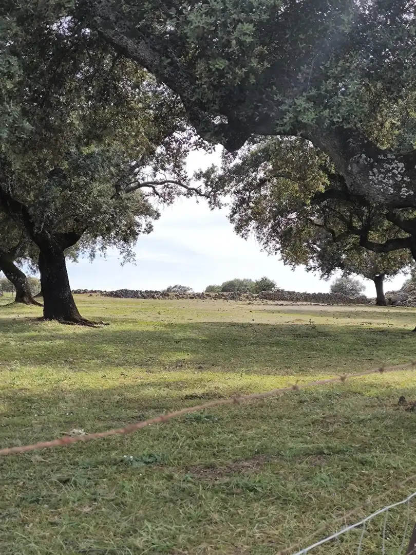 Rural land for sale in Fuente Obejuna, imagen 31