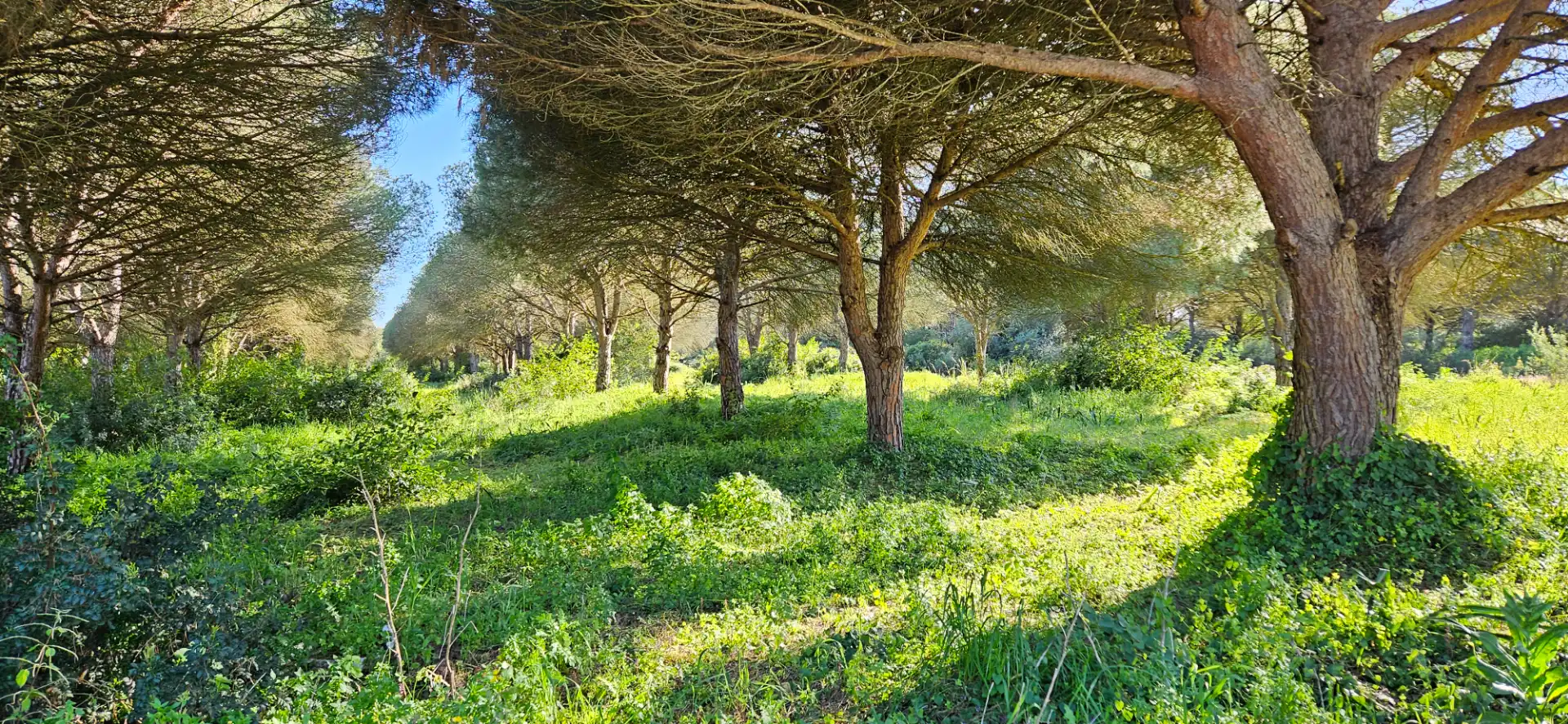 Terreny rústic en venda a Las Lagunas - Campano, imagen 7