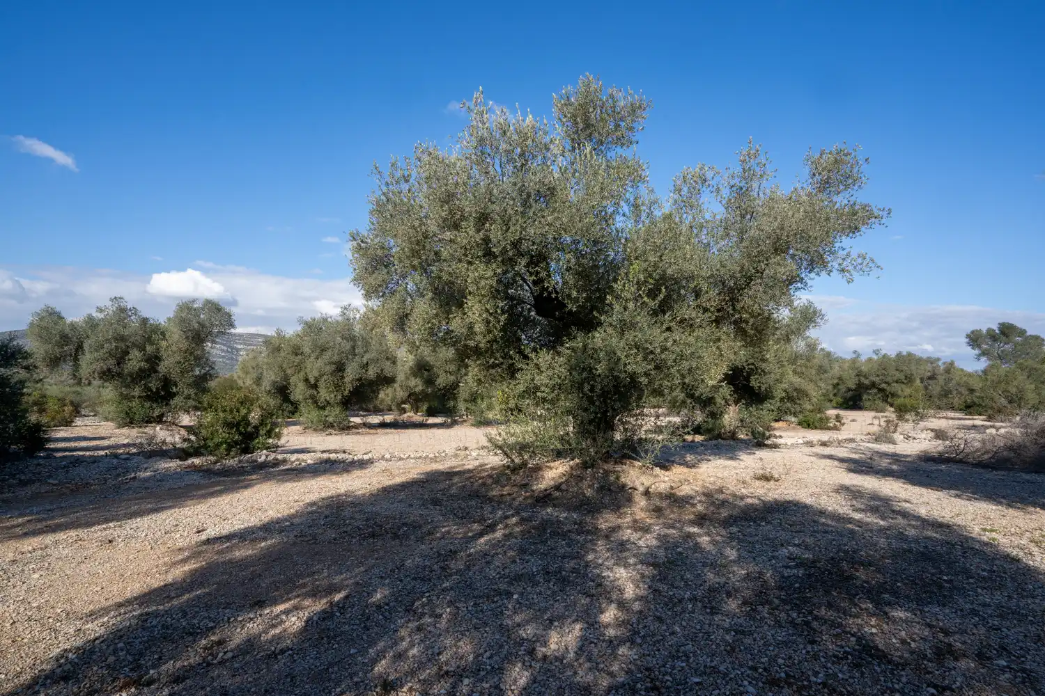Rustikales Grundstück zum Verkauf in Ulldecona, imagen 5