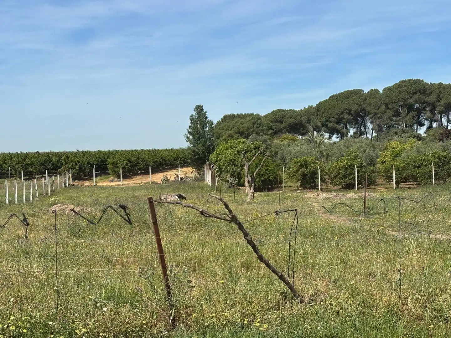 Terreni e lotti in vendita a Polígono Polígono 14 Paraje 87 LOS MONTES, imagen 11