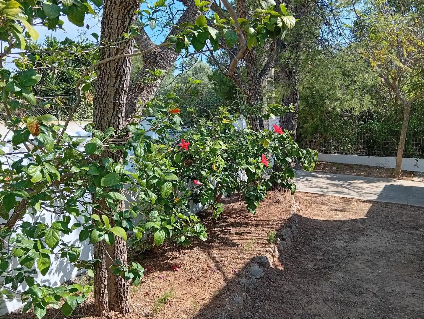 Jardí de Casa o xalet en venda en Alcanar amb Jardí privat