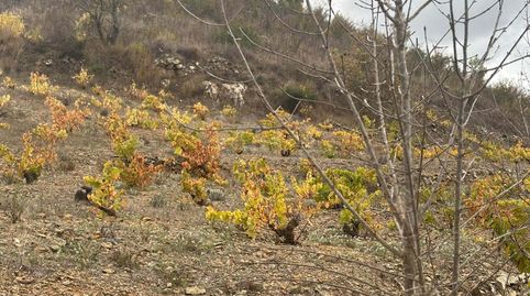 Foto 5 de Terreny en venda a Porrera, Tarragona