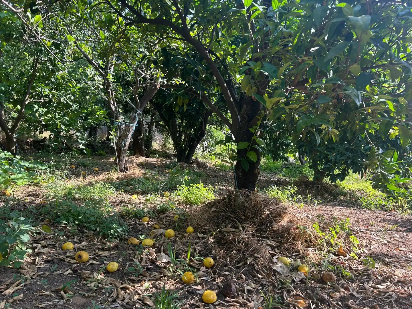 Casa rústica en venda a Torre de Don Miguel, imagen 8