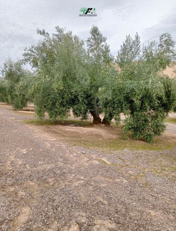 Land for sale in Torrubia