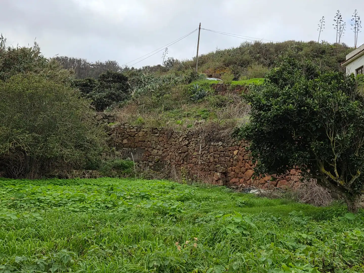 Finca rústica en venta en Tegueste