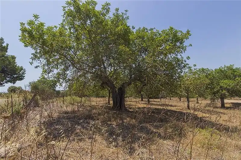 Country homes for sale in Manacor  with Private garden and Terrace