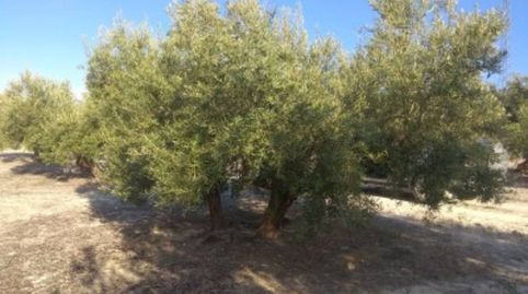 Finca rustica en venta en Baena, immagine 4