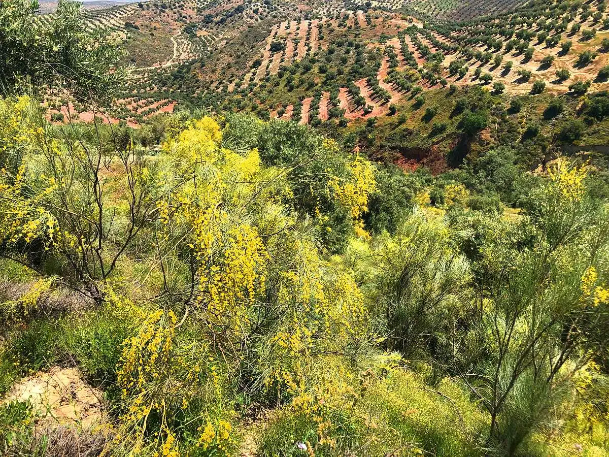 Terreny rústic en venda a Paraje la Ventana y Casa Tejada, imagen 7