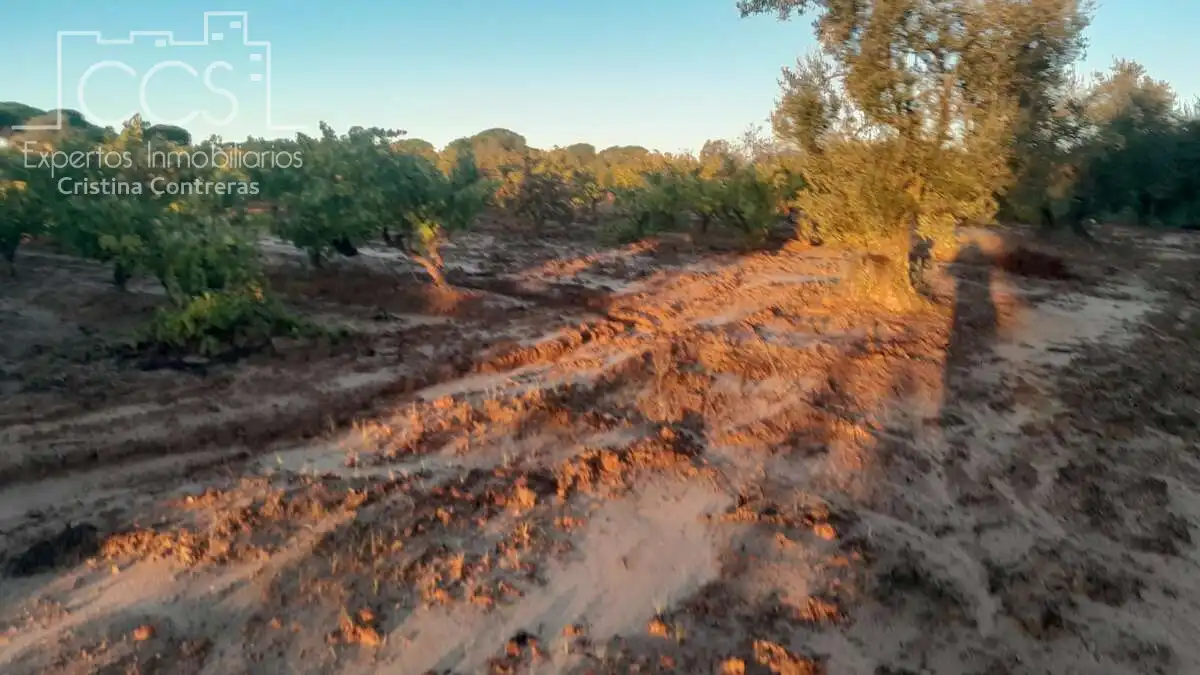 Terreno rustico in vendita a Almonte ciudad, imagen 7