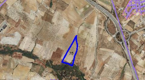 AlmonteTerreno, imagen 3