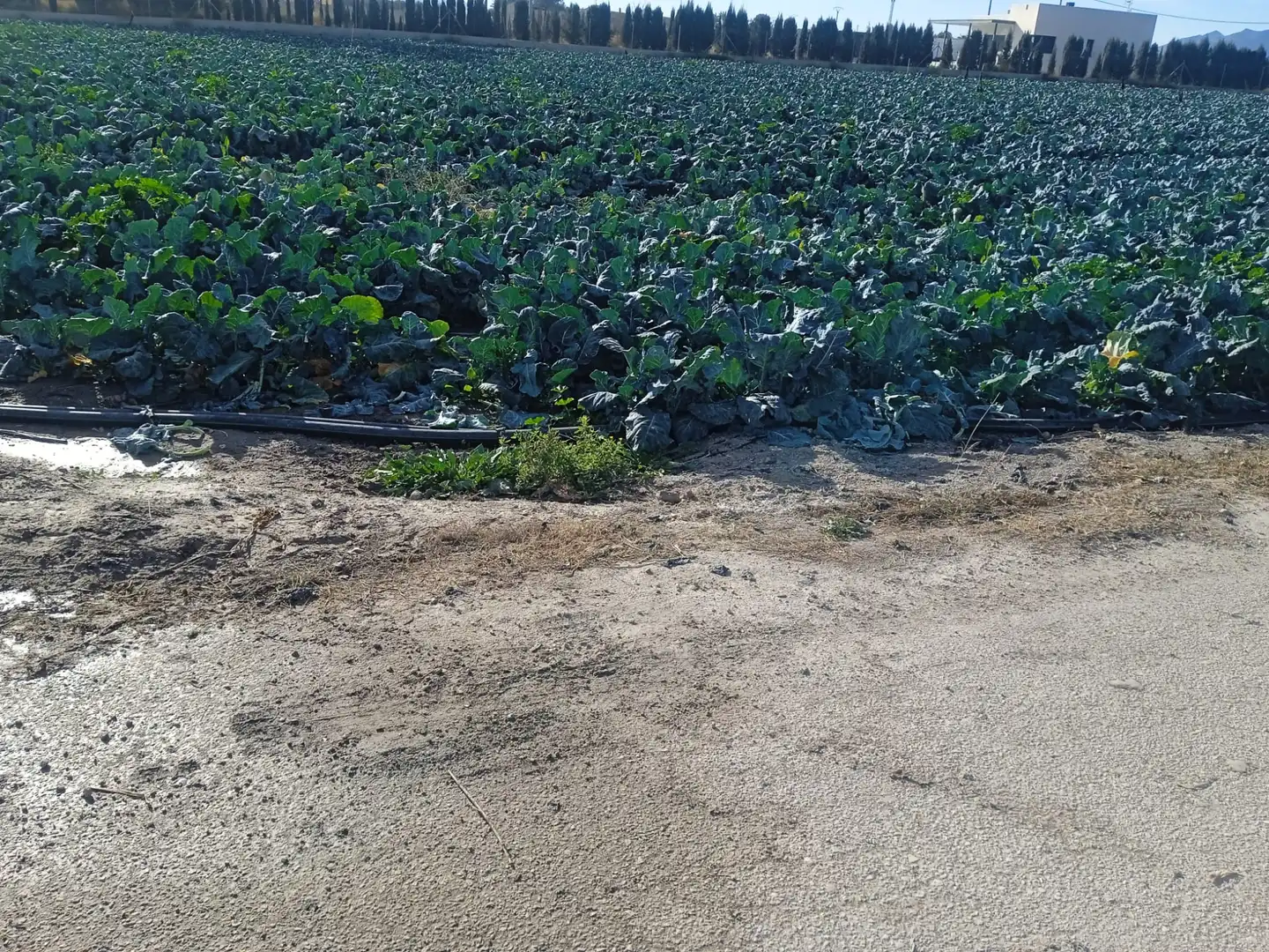Rural land for sale in Puerto Lumbreras