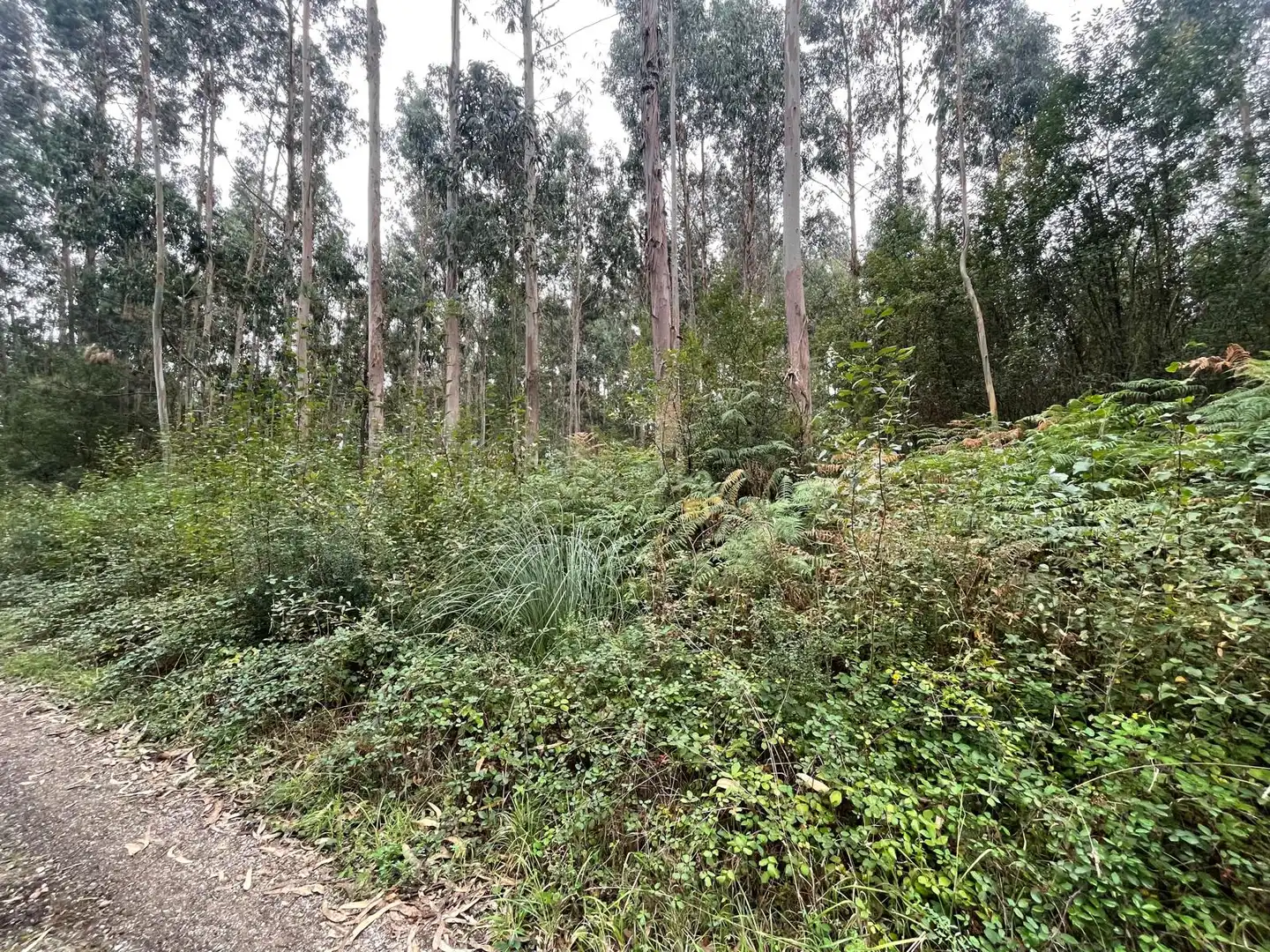 Terreny rústic en venda a Valdoviño, imagen 2