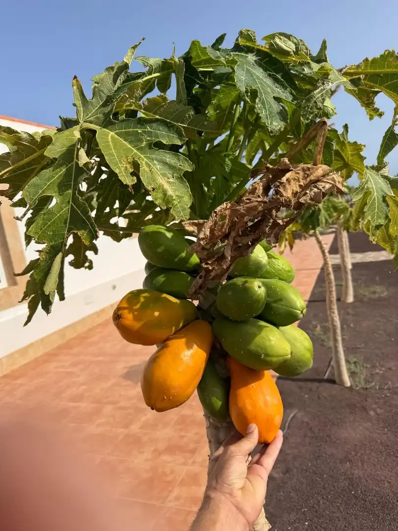 Jardín de Casa o chalet en venta en Tuineje con Jardín privado, Terraza y Trastero