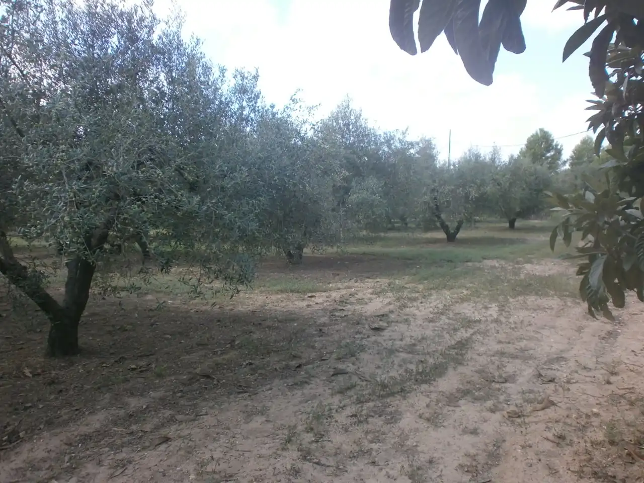 Rural land for sale in Constantí