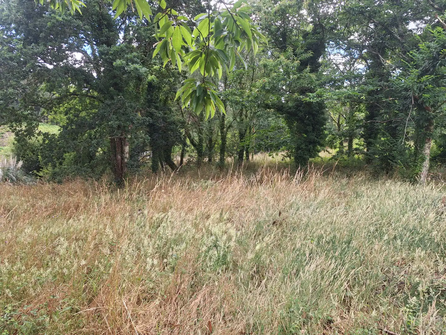 Grundstücke zur Miete in Culleredo