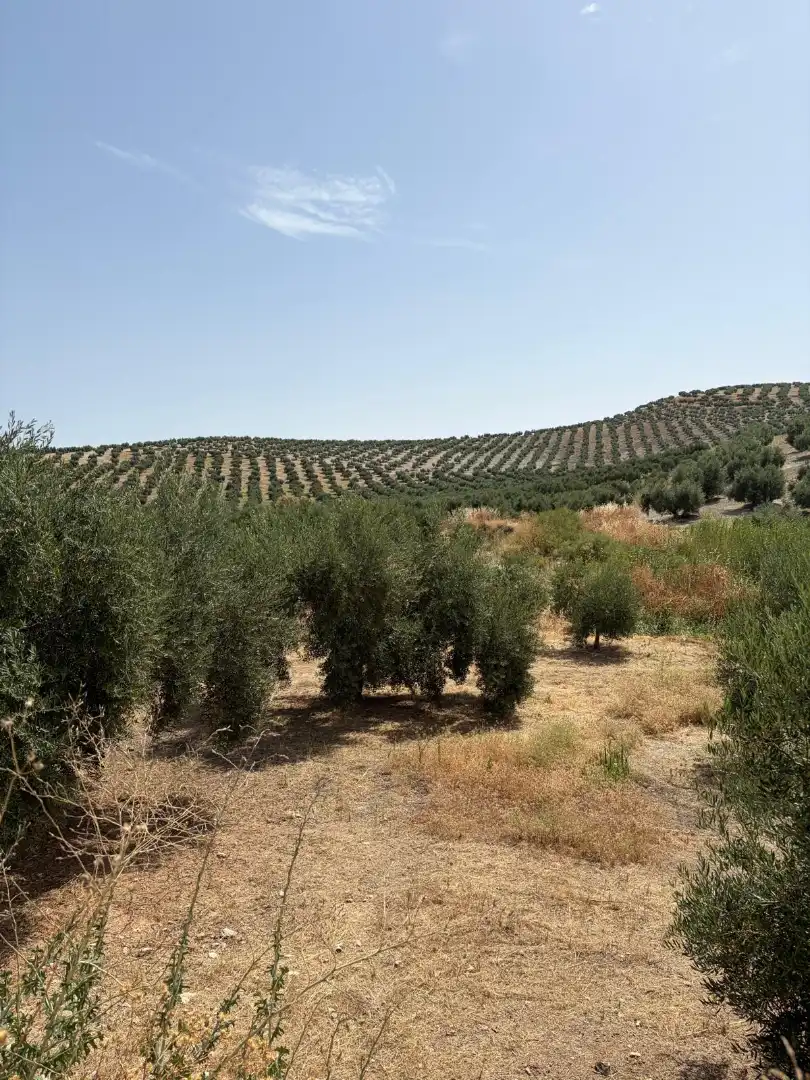 Land for sale in Santiago de Calatrava