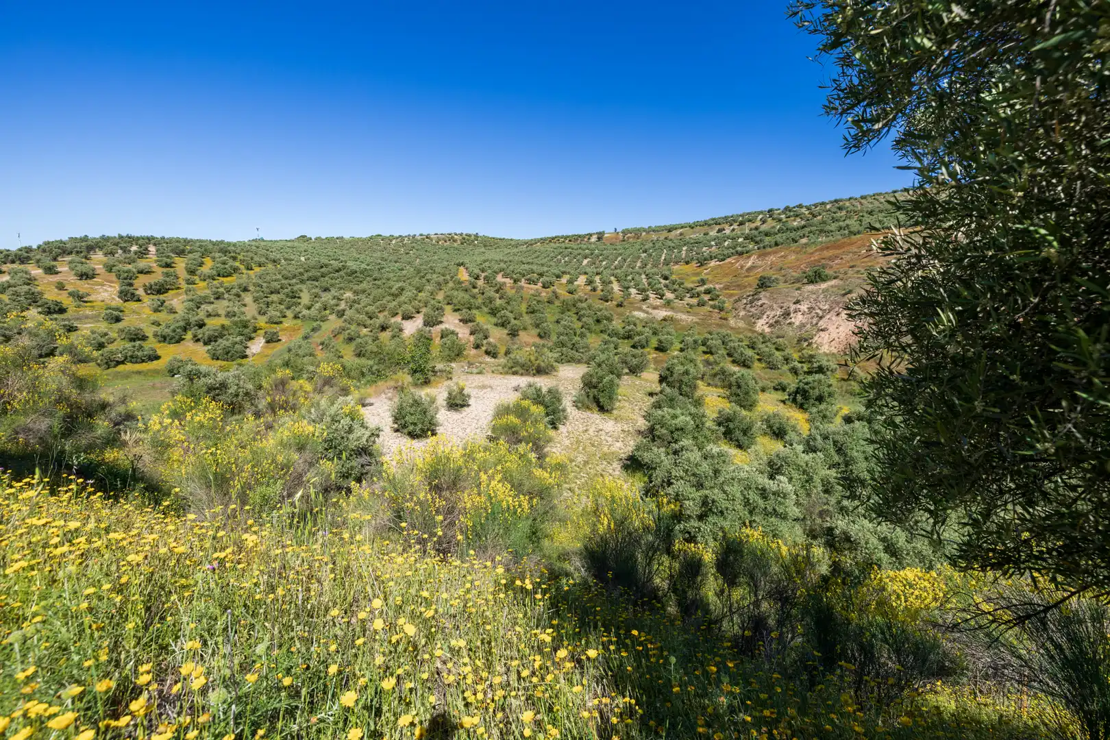 Rustikales Grundstück zum Verkauf in Paraje del molino 2, imagen 19