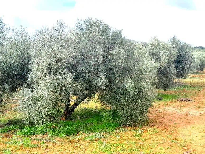Rural land for sale in Calle del Seis de Junio 10, imagen 2