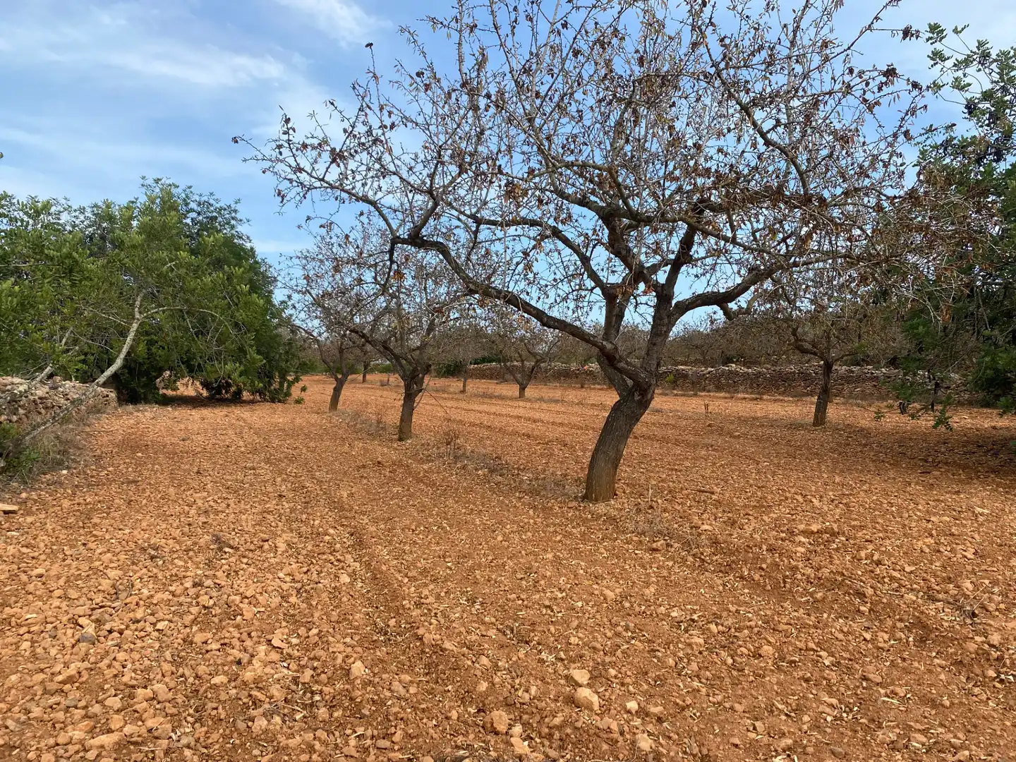 Terrain rustique à vendre à Carrer Camí de Montferri, imagen 12