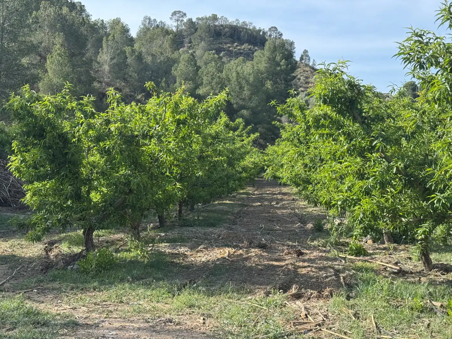 Terreno rustico in vendita a Calle 7.Canara 76, imagen 30