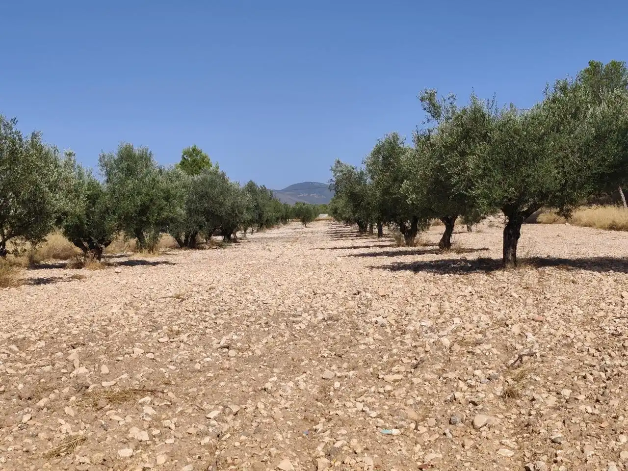 Terreno rustico in vendita a Castalla, imagen 22