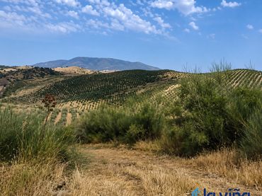 Terreno rustico in vendita a Olvera