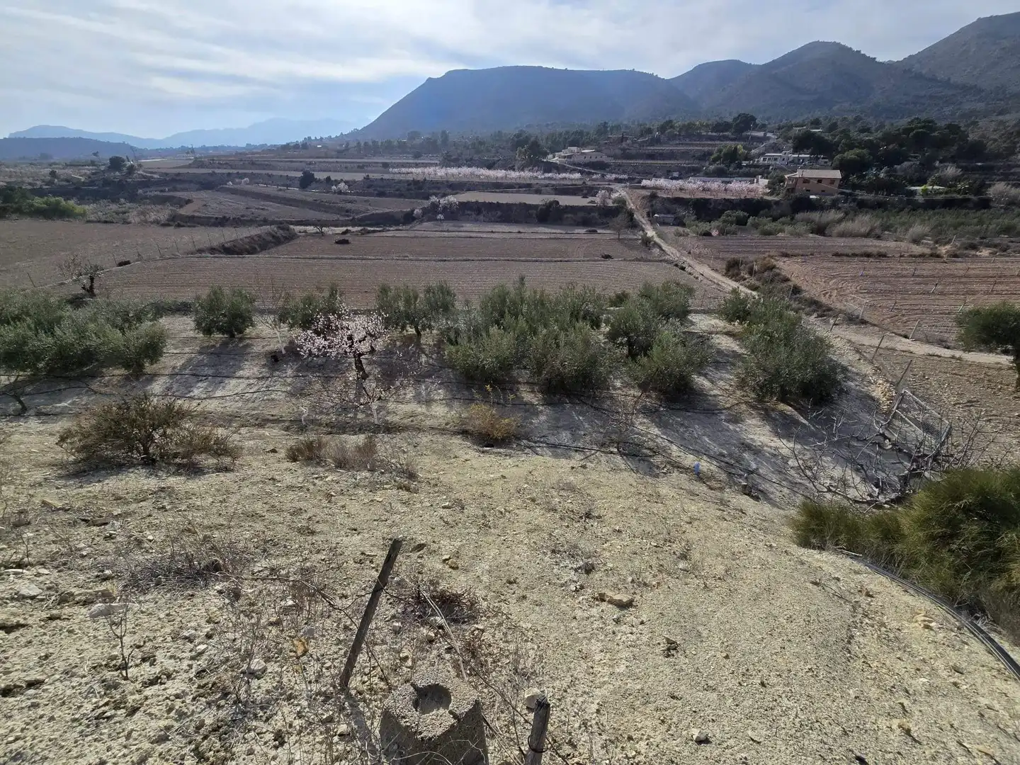 Rural land for sale in Novelda, imagen 4